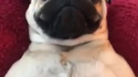 funny pug getting a belly rub