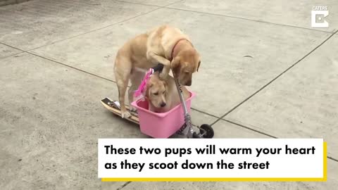 Adorable therapy dog pushes puppy brother around in scooter