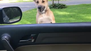 Brown dog jumps up and down by car window