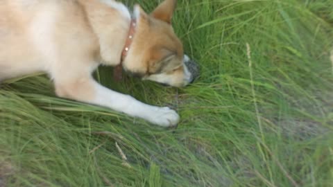 The dog tries to eat a hedgehog