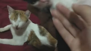 Cute Kitten Plays a Great Game