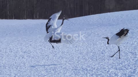 Sky Dancers: The Grace and Elegance of Cranes