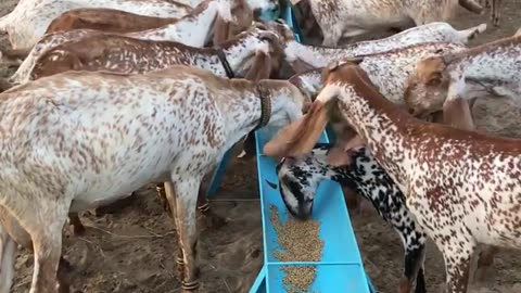 Goat Farm in punjab,Pakistan