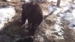 Mama bear brings her cubs to meet her adopted dad