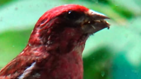 Purple Finch