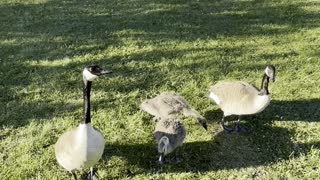 Very cute geese family