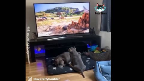 Puppy secretly watching Lion King when his mother is sleeping