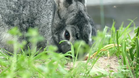 Bunny Rabbit Nibbling on Grass in a Field #shorts #bunnies