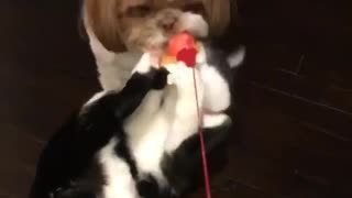 Brown dog pulling on red rope with cat also pulling