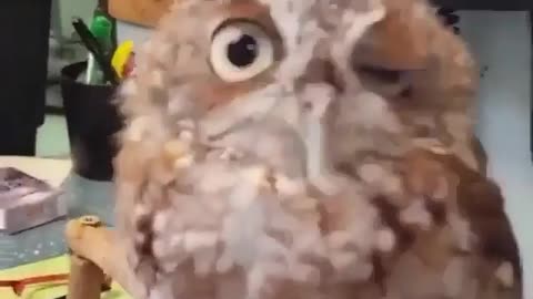 Cute little screech owl getting his head scratched How cute is this! Video by- @vixen_chinchilla