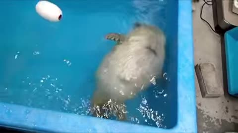 Cutest baby seal learning to swim