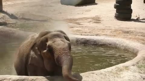 SPA TIME! Lucky is starting her morning with a splash and snack! 🏖🐘☀️