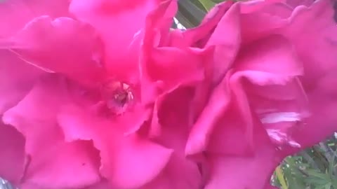 Beautiful red oleander flowers in the square, they are very beautiful! [Nature & Animals]