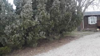 Birds Chatting In The Trees