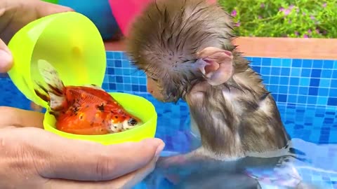 Monkey Baby Bon Bon Drives To The Pool And Opens Surprise Eggs With Puppy in the garden