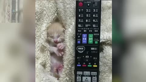 This cat is not as big as the remote control