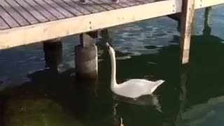 Bird takes food from duck