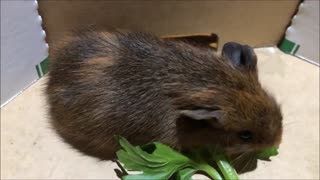 Baby Brown Guinea Pig