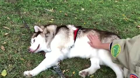Alaskan malamutes worn out after their first training session ahead of sledding season