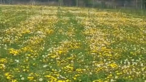 Dandelion root has a rich history of use in traditional medicine