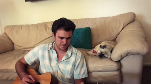 Pug mellows out to owner's acoustic guitar session