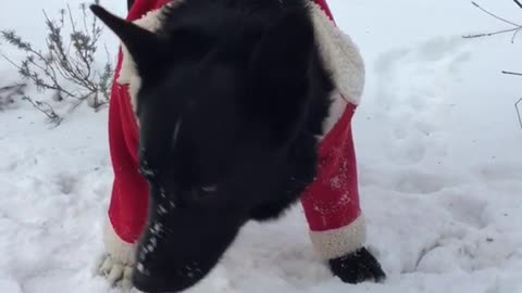 Black dog in red coat drinks water out of bowl in the snow