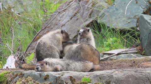 Marmots Family Playing