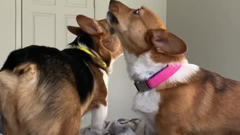 Corgis will not stop howling until their owner gets out of bed