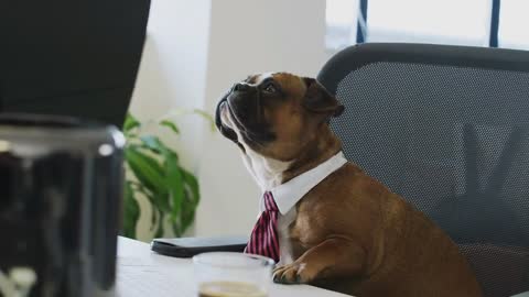 cute dog working in office wearing tie