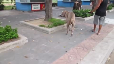 Dog Attacks Baby Cats, Mom Attacks Back