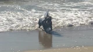 Shark sighting turns out to be bodysurfing dog