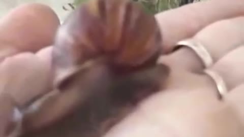 Snails Achatina
