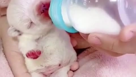 A new born puppy is being feed