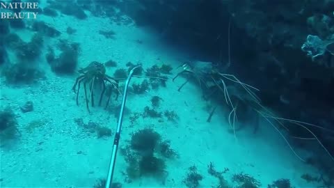 Amazing Catch Giant Lobsters Underwater - Big Octopus Hunting Skills in the sea - Catching fishes