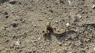 Moving a Rattlesnake out of the Road
