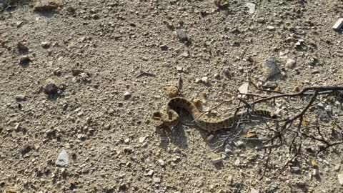 Moving a Rattlesnake out of the Road