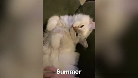 Cute Sleeping Cat Does Not Want To Wake Up