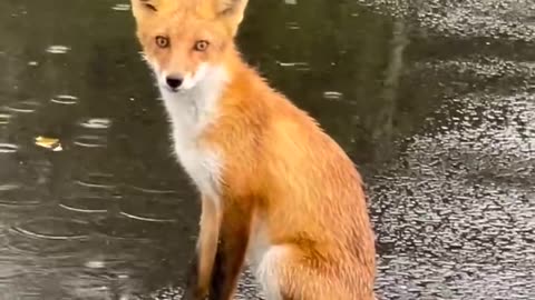 Fox in rain