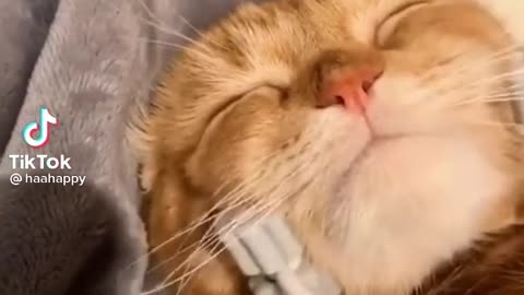 Cat Face Massage