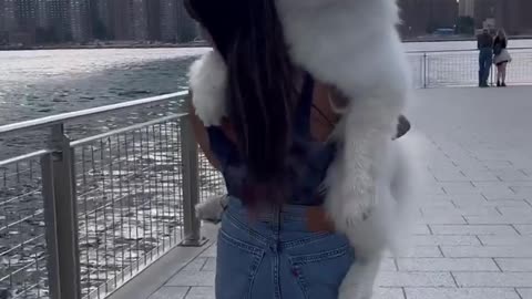 Cute fluffy adorable dog