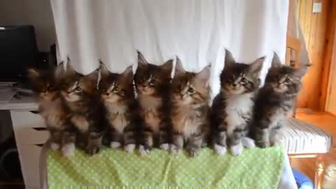 Seven Cute Kittens With Great Reflexes