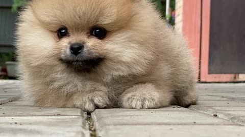 Cute puppy 🐕