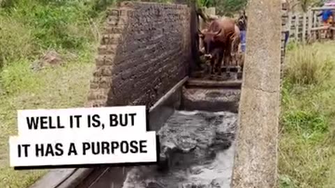 Cattle Get A Bath To Control Parasites