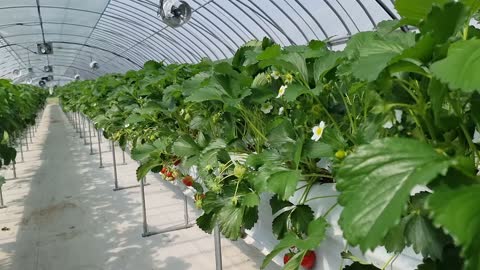 Strawberries in the spring strawberry field.