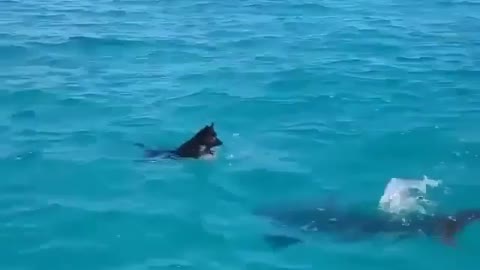 Dogs play with dolphins at sea