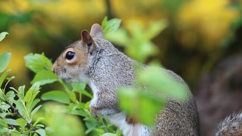 Squirrel On A Wood Searching for Food