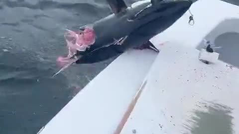 Shark vs Aligator