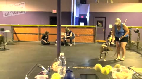 Train your dog in fun way as they are trained in dog training academy