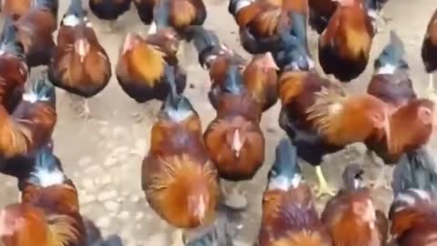 see the number of chickens in this place