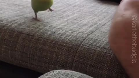 Parrot walking